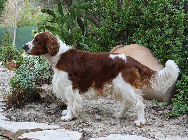 spaniel