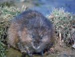 źródło: http:__www.twoje-tapety.com_downloadimage_id_647_n_pizmak-gryzon-oczy-trawa-futro_