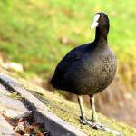 łyska - http:__ezop.flog.pl_wpis_8080915_lyska-fulica-atra